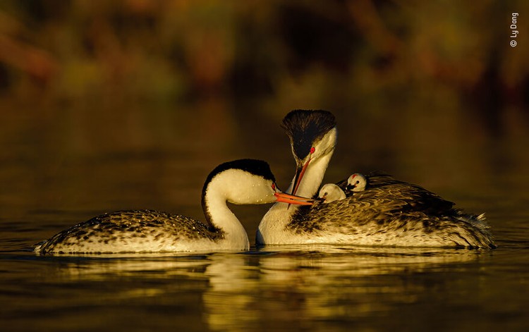 Wildlife Photographer of The Year 2021 Wildlife Photographer of The Year 2021