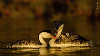 Karya Ly Dang Foto: Wildlife Photographer of The Year