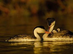 Karya Keren Finalis Kontes Foto Satwa Liar yang Bikin Terkesima