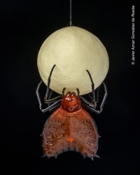 Wildlife Photographer of The Year 2021