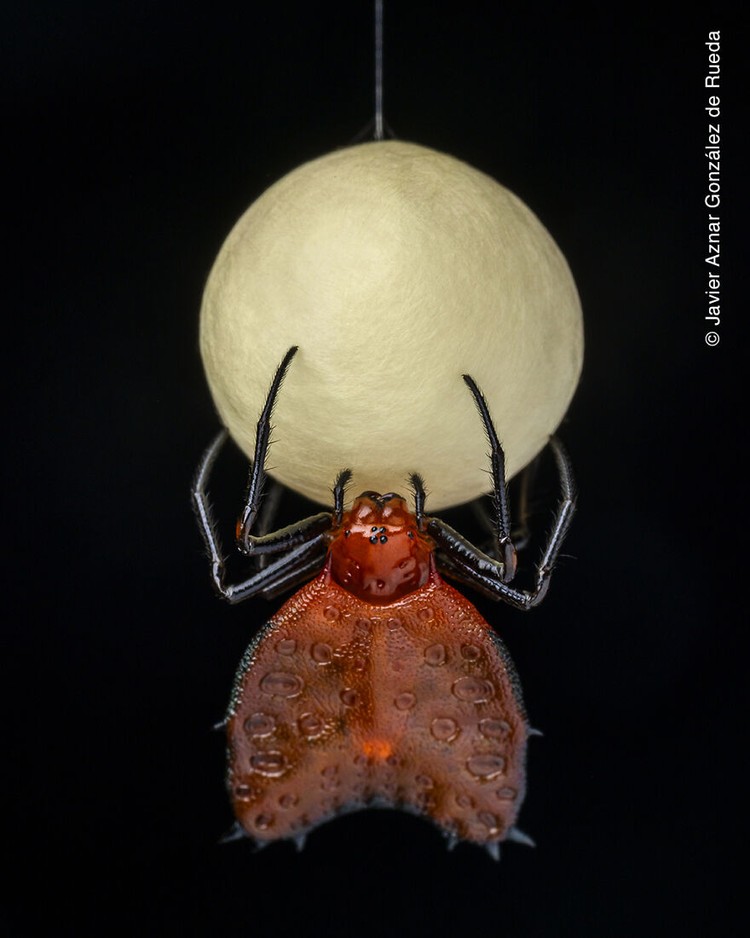 Wildlife Photographer of The Year 2021