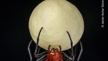 Karya Javier Aznar González De Rueda Foto: Wildlife Photographer of The Year
