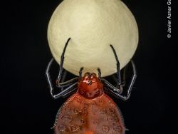 Karya Keren Finalis Kontes Foto Satwa Liar yang Bikin Terkesima