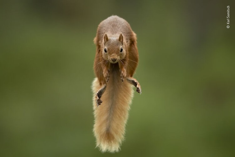 Wildlife Photographer of The Year 2021