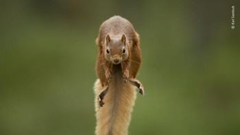 Karya Karl Samitsch Foto: Wildlife Photographer of The Year