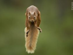 Karya Keren Finalis Kontes Foto Satwa Liar yang Bikin Terkesima