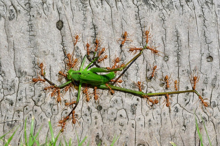 Wildlife Photographer of The Year 2021