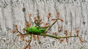 Karya Minghui Yuan Foto: Wildlife Photographer of The Year