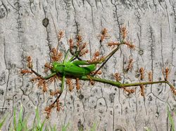Karya Keren Finalis Kontes Foto Satwa Liar yang Bikin Terkesima