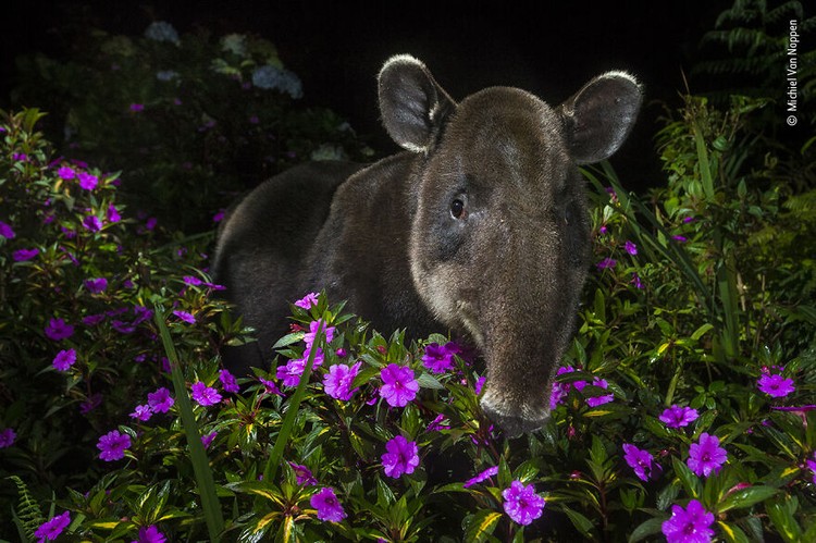 Wildlife Photographer of The Year 2021