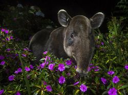 Karya Keren Finalis Kontes Foto Satwa Liar yang Bikin Terkesima