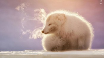 Karya Marco Gaiotti Foto: Wildlife Photographer of The Year