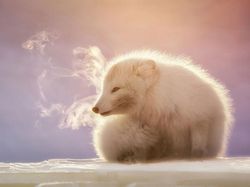 Karya Keren Finalis Kontes Foto Satwa Liar yang Bikin Terkesima