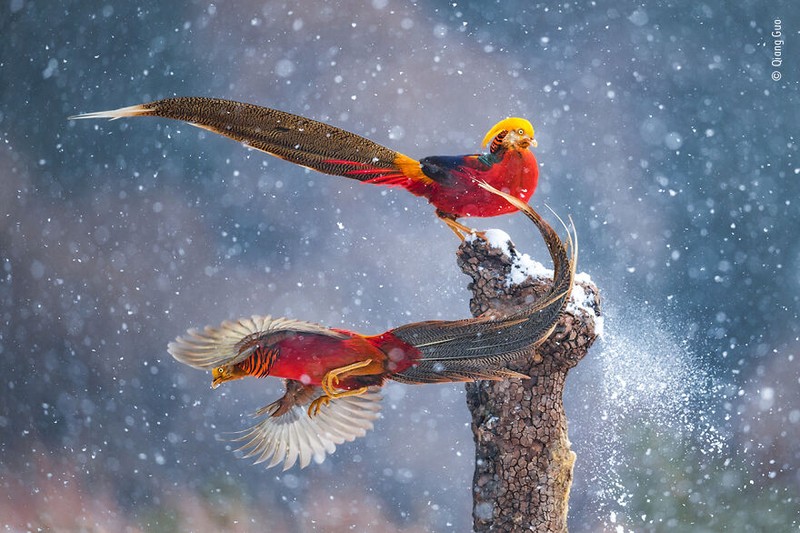 Wildlife Photographer of The Year 2021