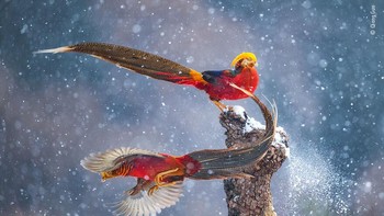 Karya Qiang Guo Foto: Wildlife Photographer of The Year