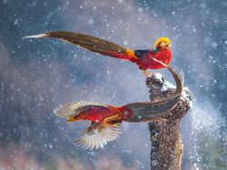 Karya Keren Finalis Kontes Foto Satwa Liar yang Bikin Terkesima