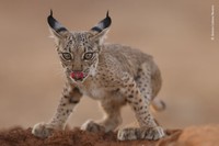 Wildlife Photographer of The Year 2021