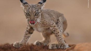 Karya Antonio Liebana Navarro Foto: Wildlife Photographer of The Year