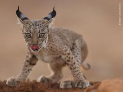 Karya Keren Finalis Kontes Foto Satwa Liar yang Bikin Terkesima