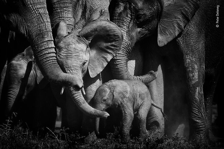 Wildlife Photographer of The Year 2021