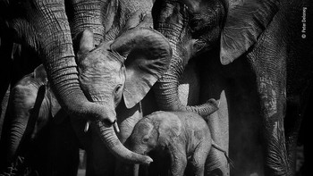 Karya Peter Delaney Foto: Wildlife Photographer of The Year