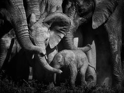 Karya Keren Finalis Kontes Foto Satwa Liar yang Bikin Terkesima