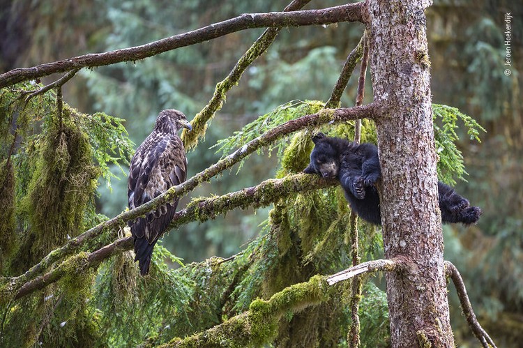 Wildlife Photographer of The Year 2021 Wildlife Photographer of The Year 2021
