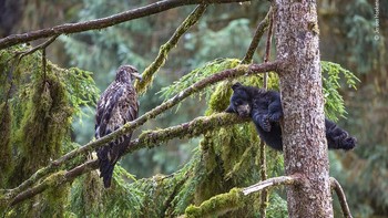 Karya Jeroen Hoekendijk Foto: Wildlife Photographer of The Year