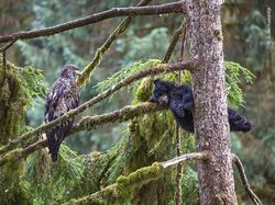 Karya Keren Finalis Kontes Foto Satwa Liar yang Bikin Terkesima