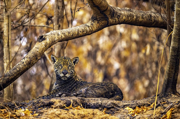 Wildlife Photographer of The Year 2021