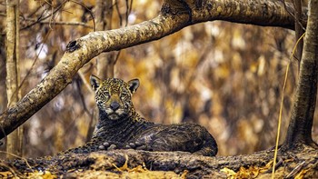 Karya Ernane Junior. Foto: Wildlife Photographer of The Year