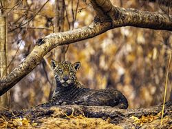 Karya Keren Finalis Kontes Foto Satwa Liar yang Bikin Terkesima