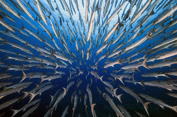 Wildlife Photographer of The Year 2021