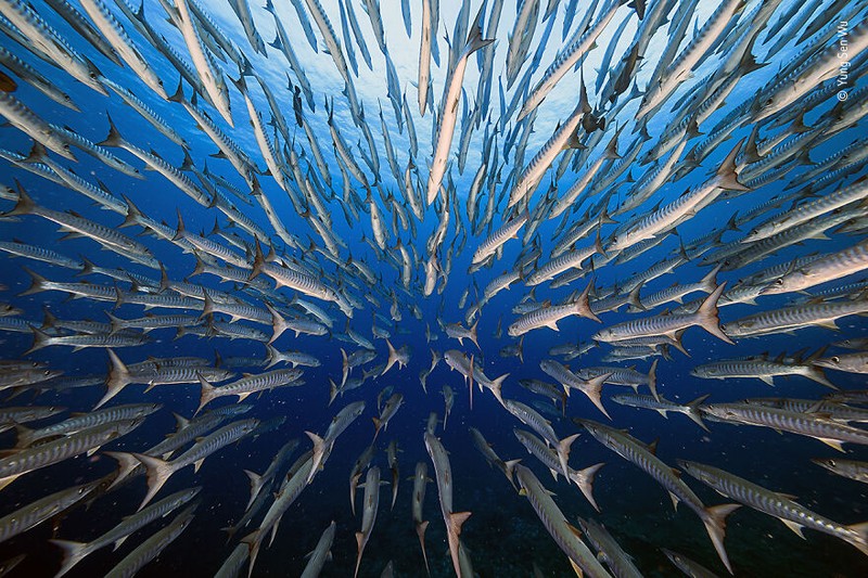 Wildlife Photographer of The Year 2021