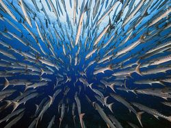 Karya Keren Finalis Kontes Foto Satwa Liar yang Bikin Terkesima