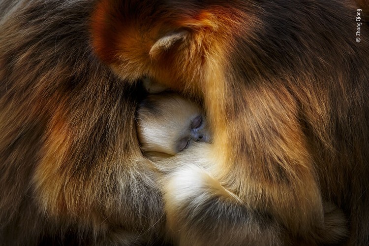Wildlife Photographer of The Year 2021