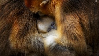 Karya  Zhang Qiang Foto: Wildlife Photographer of The Year