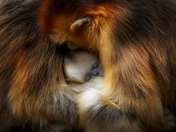 Karya Keren Finalis Kontes Foto Satwa Liar yang Bikin Terkesima