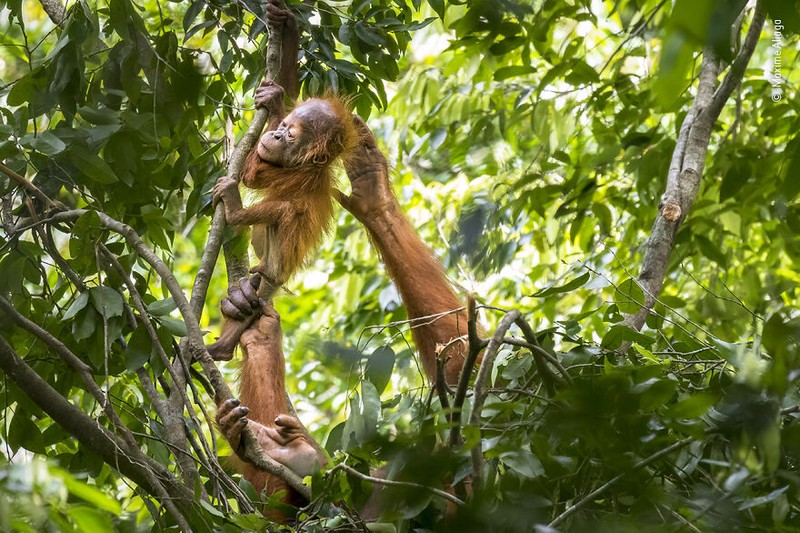 Wildlife Photographer of The Year 2021