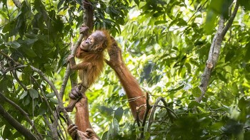 Karya Maxime Aliaga Foto: Wildlife Photographer of The Year