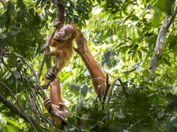 Karya Keren Finalis Kontes Foto Satwa Liar yang Bikin Terkesima