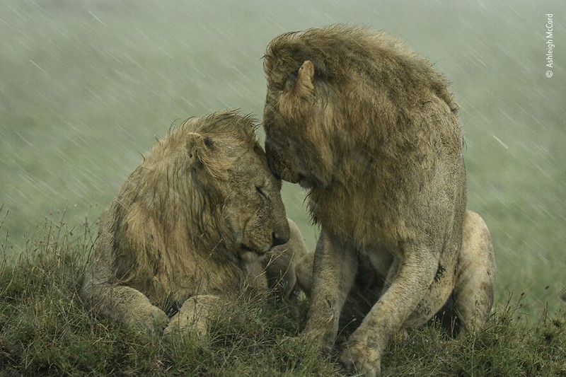 Wildlife Photographer of The Year 2021