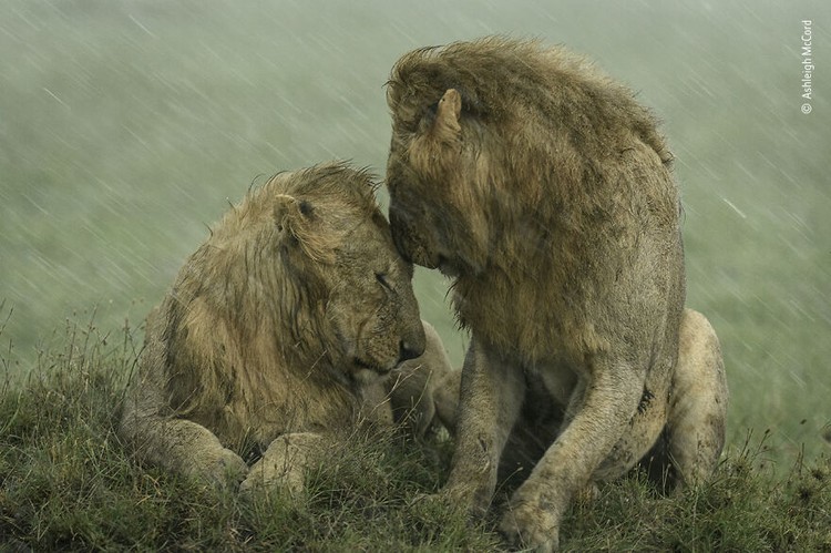 Wildlife Photographer of The Year 2021 Wildlife Photographer of The Year 2021