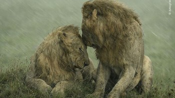 Karya Ashleigh Mccord.  Foto: Wildlife Photographer of The Year