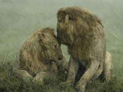 Karya Keren Finalis Kontes Foto Satwa Liar yang Bikin Terkesima