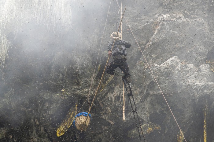 Aksi Bertaruh Nyawa Pemburu Madu di Nepal Sekelompok pria mempertaruhkan hidup mereka untuk memanen madu liar yang banyak dicari dari sarang di tebing pegunungan di Nepal. Berburu madu adalah bagian dari tradisi. (AP Photo/Niranjan Shrestha)