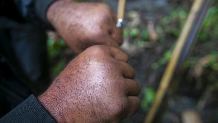 Aksi Bertaruh Nyawa Pemburu Madu di Nepal Sekelompok pria mempertaruhkan hidup mereka untuk memanen madu liar yang banyak dicari dari sarang di tebing pegunungan di Nepal. Berburu madu adalah bagian dari tradisi. (AP Photo/Niranjan Shrestha)