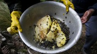 Pemburu madu Nepal membawa madu tebing yang dipanen sebelum mereka mengeluarkan lebah mati dan memeras madu dari sarangnya.