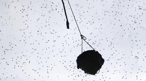 Sekelompok pria mempertaruhkan hidup mereka untuk memanen madu liar yang banyak dicari dari sarang di tebing pegunungan di Nepal. Berburu madu adalah bagian dari tradisi. (AP Photo/Niranjan Shrestha)