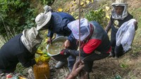 Pemburu madu Nepal menuangkan madu tebing ke dalam wadah setelah panen. Kelompok tersebut berhasil memanen sekitar 34 liter (9 galon) madu dari koloni tebing. Mereka akan dapat menjualnya di pasar seharga 25 dolar atau sekitar Rp 350.000 per liter.